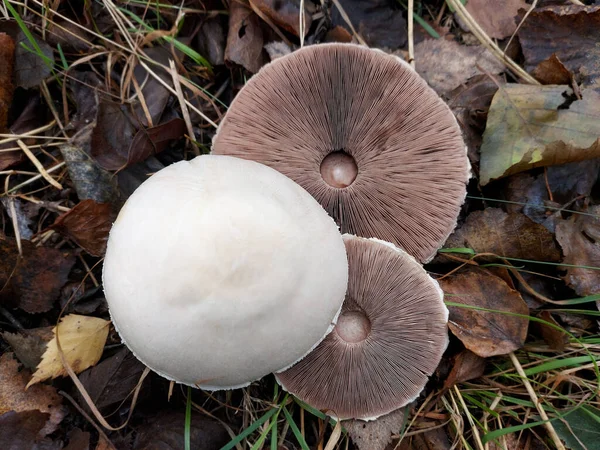 Tre cappelli di Agaricus — Foto Stock