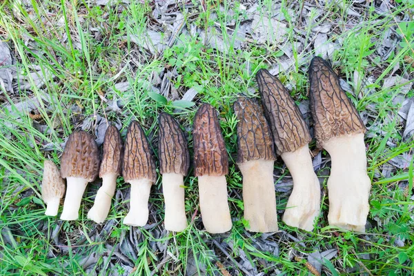 Diversi funghi Morchella sono disposti in fila. — Foto Stock