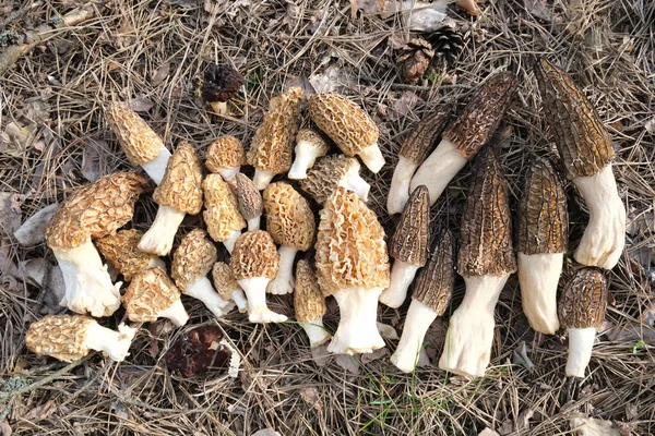 Un mucchio di funghi Morchella giacciono a terra — Foto Stock