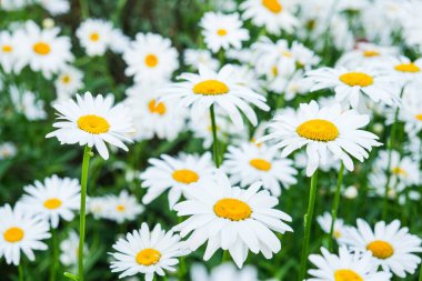 Açıklıkta birçok papatya çiçeği açar. Yumuşak odak.