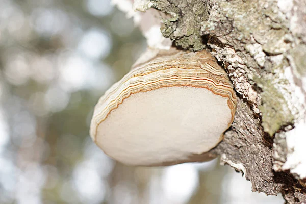 Cogumelo Fomes fomentarius em um tronco de árvore — Fotografia de Stock