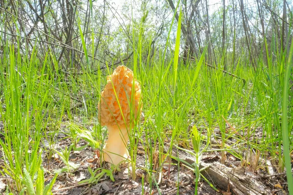 Jedna houba Morchella roste na louce mezi zelenou trávou. — Stock fotografie