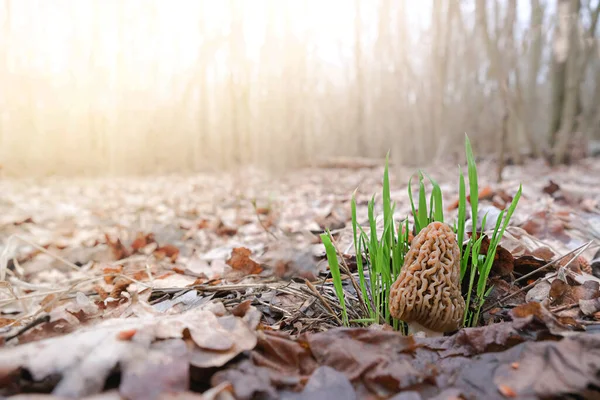 One Morchella mushroom grows in a meadow among green grass. — Stock Photo, Image