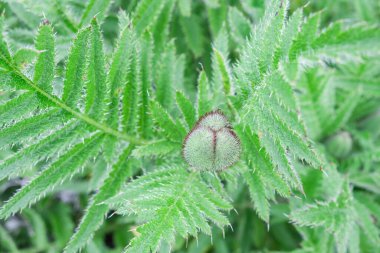 Genç bir bitkinin yeşil yaprakları