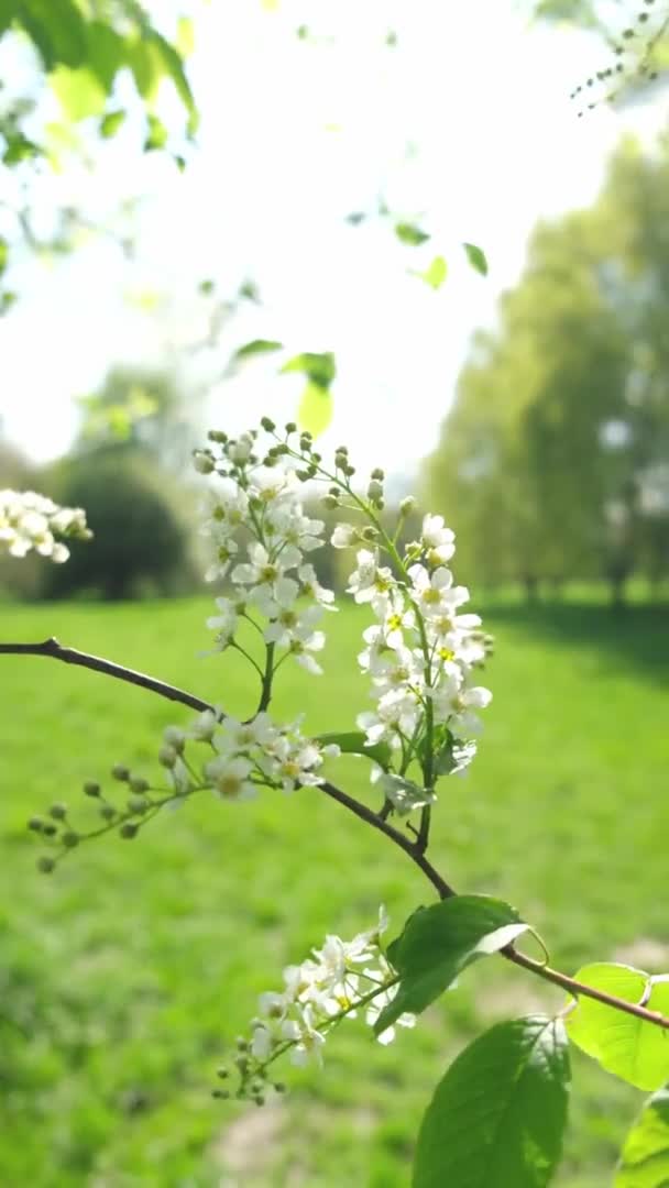 Um ramo com flores brancas no fundo do parque. Vídeo vertical. — Vídeo de Stock