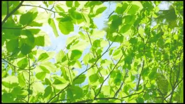 Genç yeşil yapraklar güneş ışınlarında gökyüzüne karşı. Dikey video.