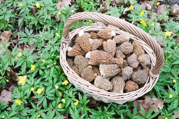 A full basket of mushrooms stands in the grass — Stock Photo, Image