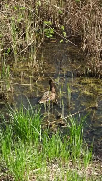 Утка с утятами плавает в зарослях озера весной — стоковое видео