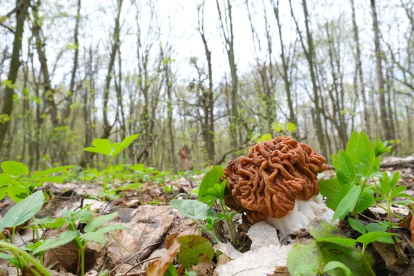 Ένα μανιτάρι Gyromitra esculenta άνοιξη. — Φωτογραφία Αρχείου