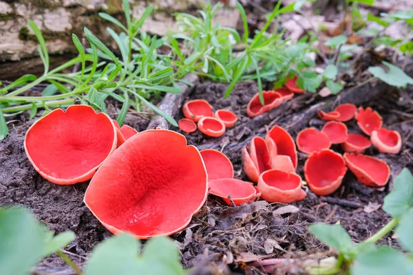 Many red spring mushrooms grow near the log. — Photo