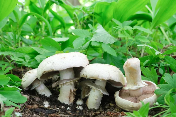 Agaricus mushrooms grow in the forest — Foto Stock