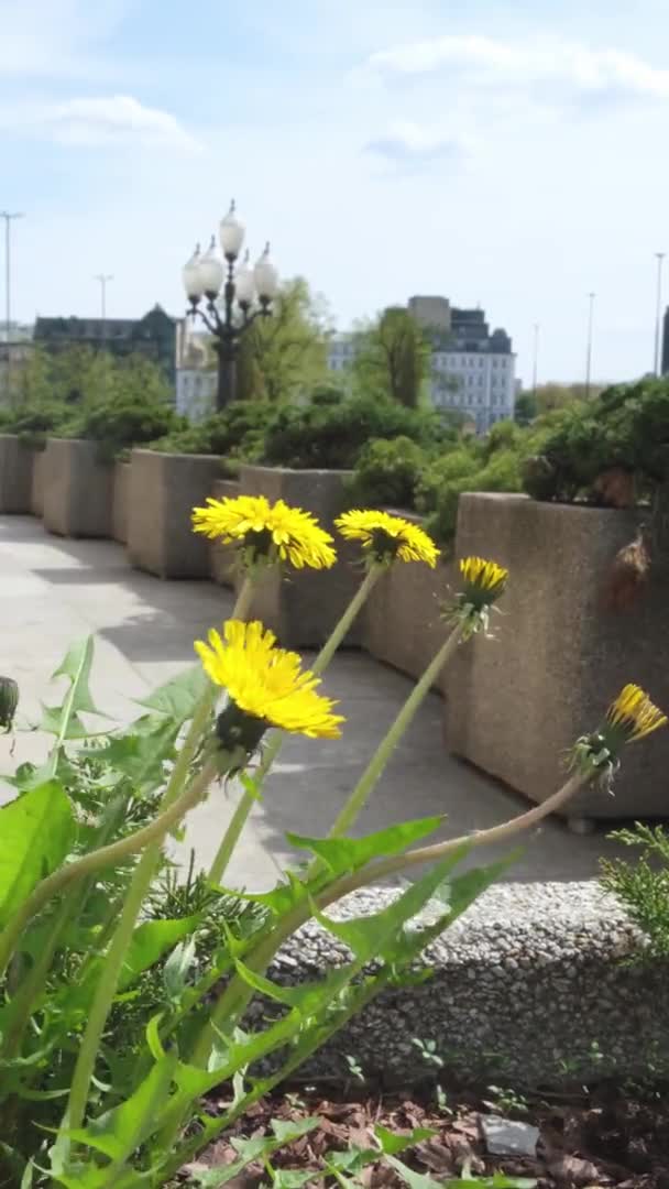 Denti di leone gialli crescono in primavera sullo sfondo della città — Video Stock