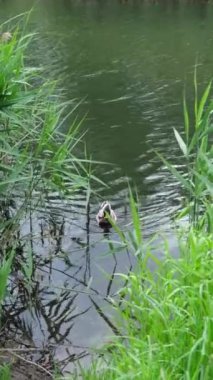 Bir ördek yiyecek aramak için kıyıya yüzdü. Göldeki su temiz ve temiz. Koyu yeşil sazlıklar kıyıda yetişir. Dikey video. Yüksek kaliteli FullHD görüntüler