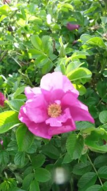 Arılar gül çiçeği üzerinde nektar toplarlar. Güçlü rüzgarların estiği güneşli bir gün. Dikey video. Yüksek kaliteli FullHD görüntüler