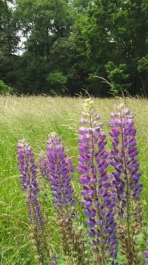 Lupyn, ormanın yakınındaki uzun otların arasında bir çayırda çiçek açıyor. Kasırga videosu. Yüksek kaliteli FullHD görüntüler