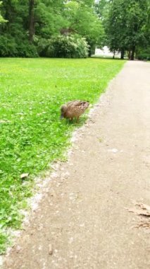Bir ördek parkta yürüyor ve yiyecek bir şeyler arıyor. Dikey video. Yüksek kaliteli FullHD görüntüler