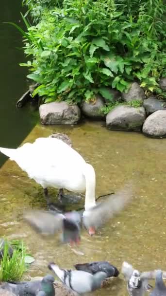 Swans Ducks Pigeons Collect Food Shore Park Summer Vertical Video — Stock Video