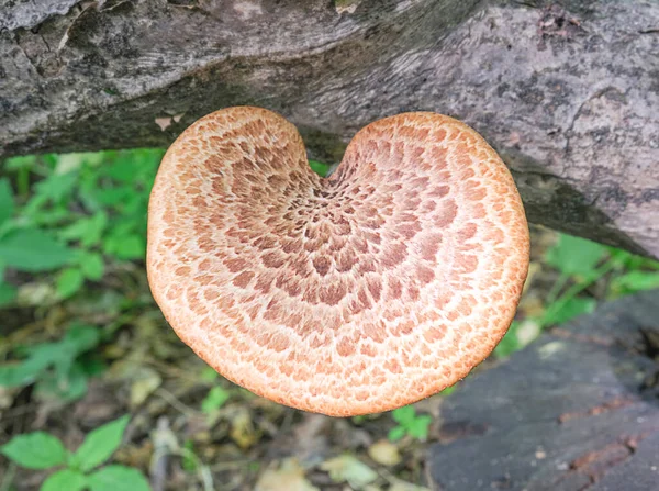 Fungo Cerioporus Squamosus Cresceu Uma Árvore Floresta Foto Alta Qualidade — Fotografia de Stock