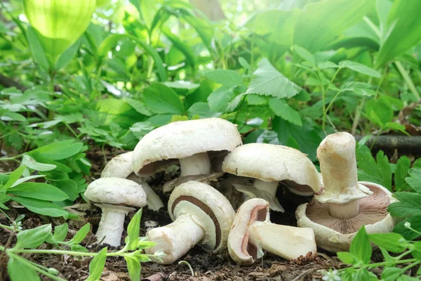 Μανιτάρια Agaricus Φυτρώνουν Στο Δάσος Στο Φόντο Του Πράσινου Χόρτου — Φωτογραφία Αρχείου