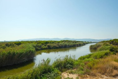 The banks of the river with lush vegetation. Views of the mountains on the horizon. A sunny summer day. High quality photo