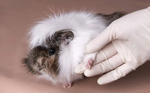 Médico Examina Las Garras Del Conejillo Indias Idea Cuidar Las — Foto de Stock