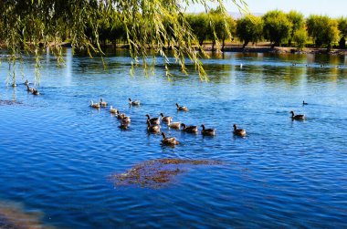 Avanos 'taki Kızıl Nehir' in (Kizilmak) manzarası. Bir grup ördek nehir kıyısında yüzüyor. Güneşli bir sonbahar günü.