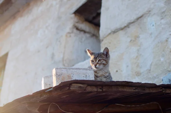 stock image Small homeless kitten observes what is happening on the street with great interest from a wooden roof.  Concept of homeless animals in the city.