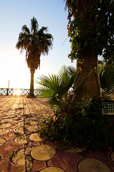 Wide Angle Scenic Morning Landscape View Embankment Palm Trees Sunrise — Stock fotografie