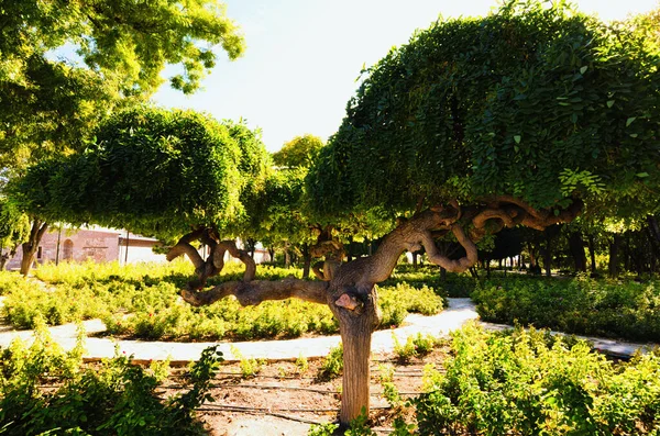 Красивое Дерево Необычной Формы Зелеными Листьями Городском Парке Живописное Солнечное — стоковое фото