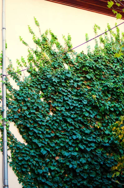 Szenische Ansicht Der Mauer Des Gebäudes Mit Grünem Efeu Der — Stockfoto
