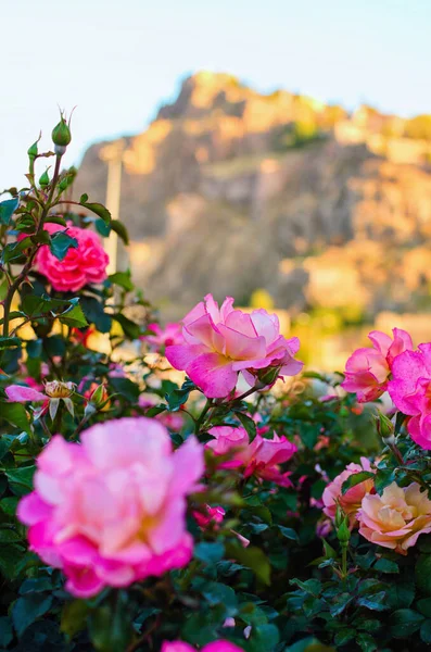 バラの花とカラフルな鮮やかな茂み 背景がぼやけている 晴れた秋の午後 風景と自然の概念 バラを咲かせます アンカラティルキー — ストック写真
