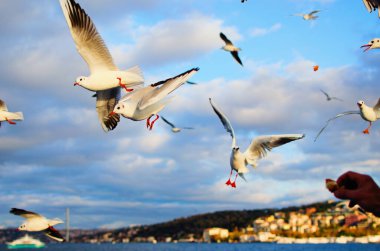 Martı besleniyor. Dost canlısı martılar erkeklerin elinden simit alır. Arka planda İstanbul 'un bulanık şehir manzarası var. Güneşli bir sonbahar günü. Boğaz (İstanbul Boğazı veya Boğazı). Türkiye.