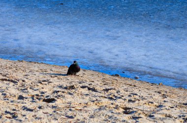 Göl kıyısında bir güvercin. Güneşli bir günde donmuş göl. Kumlu bir sahil boyunca bir güvercin yürüyor. Kış boyunca büyük şehirde vahşi kuşlar kavramı. Seçici odak.
