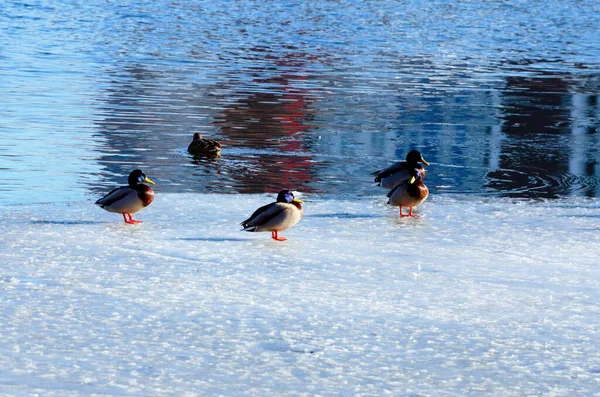 Wild Mallard Ducks Rest Ice Nature Landscape View Lake Covered — ストック写真