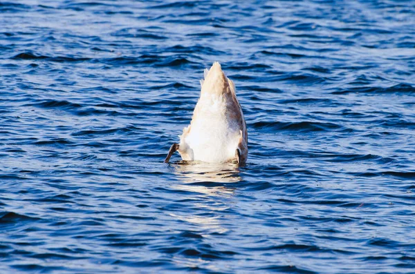 White Swan Dives Water Swan Diving Water White Feathers Short — Stockfoto