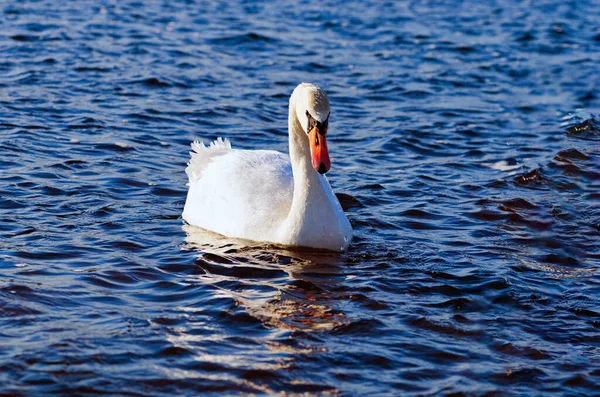 Bellissimo Cigno Nuota Nell Acqua Invernale Del Lago Lago Senza — Foto Stock