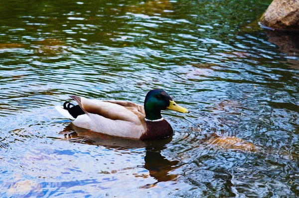 Duck Colorful Male Duck Anas Platyrhynchos Swimming Water Pond Sunny — ストック写真