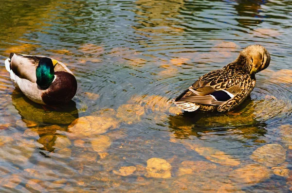 Close View Bird Couple Duck Drake Resting Stone Lake Sunny — ストック写真