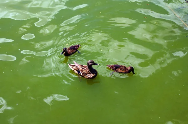 アヒルの子を持つアヒルの家族 2人の若いアヒルを持つ大人のアヒルが湖で泳いでいます 動物の家族の肖像画 3頭のアヒルが異なる方向の緑の水の湖で一緒に泳いでいます — ストック写真