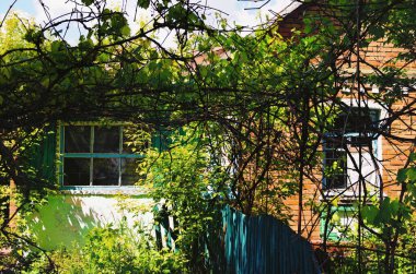 Eski üzüm bağı olan terk edilmiş tuğladan bir ev. Yeşil ağaçlar. Doğal bileşim. Mavi gökyüzü arkaplanı.  