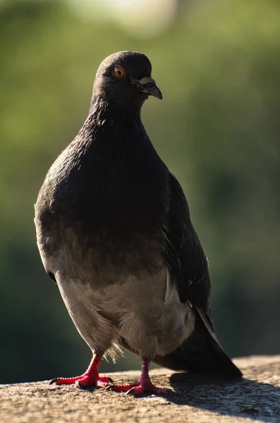 Close View One Grey Dove One Pigeon Standing Stone Parathet — Foto Stock
