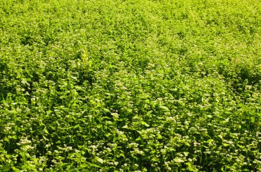 Close-up view blooming plants of buckwheat. Agricultural field where buckwheat blooms , a large number of buckwheat plants during flowering in the field.