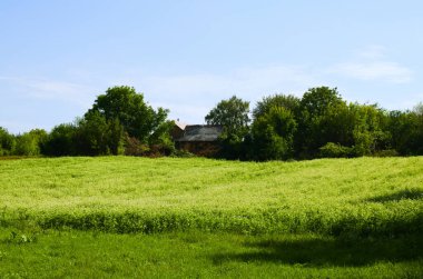 Close-up view blooming plants of buckwheat. Agricultural field where buckwheat blooms, large number of buckwheat plants during flowering in the field. Old house in green leave trees in the background.