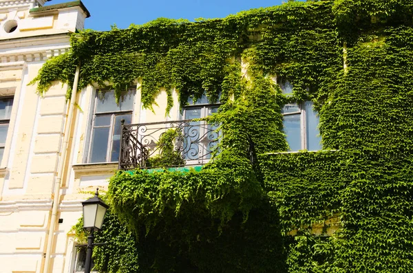 Vintage yellow house covered with ivy.Green ivy plant climbing brick wall. Three windows and small old balcony are partially overgrown with thick ivy. The facade is partially overgrown with thick ivy.