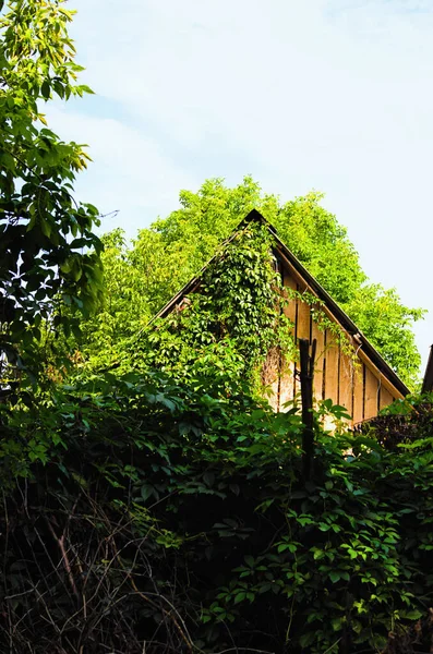Közelkép Régi Elhagyatott Házról Borostyánnal Borított Fal Zöld Borostyán Növény — Stock Fotó
