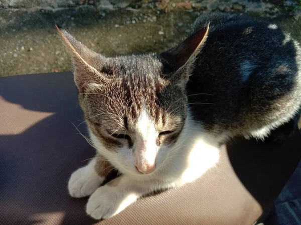 Bonito Bonito Gato Relaxante — Fotografia de Stock