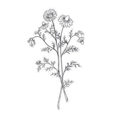 Mürekkep papatyası bitkisel illüstrasyon. El çizimi botanik çizim biçimi.