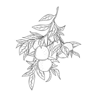 Mandarin, yapraklı dal, turuncu turunçgil, el çizimi eskiz seti mandalinalar.