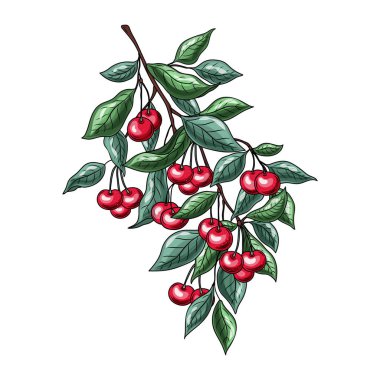 Kiraz vektör çizimi ayarlandı. Beyaz arkaplana izole edilmiş el çizimi dut.