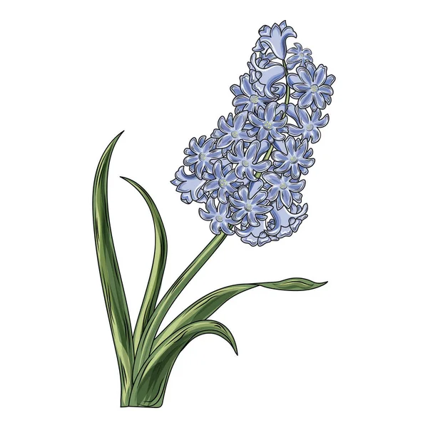 Mavi sümbül çiçeği. Vektör illüstrasyonu.